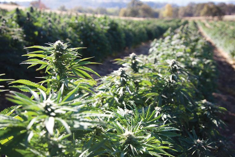 Proposal concerns hemp growers