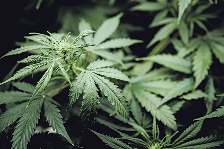 San Juan Bautista to open for pot business