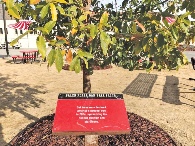 Every tree has a story