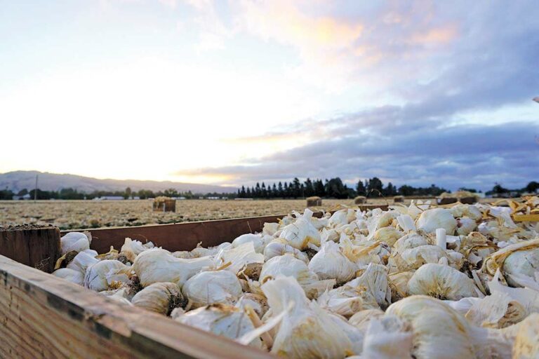 Garlic production kicks off, alleviates nationwide shortage