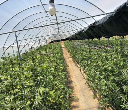 Thousands of cannabis plants seized in San Benito County