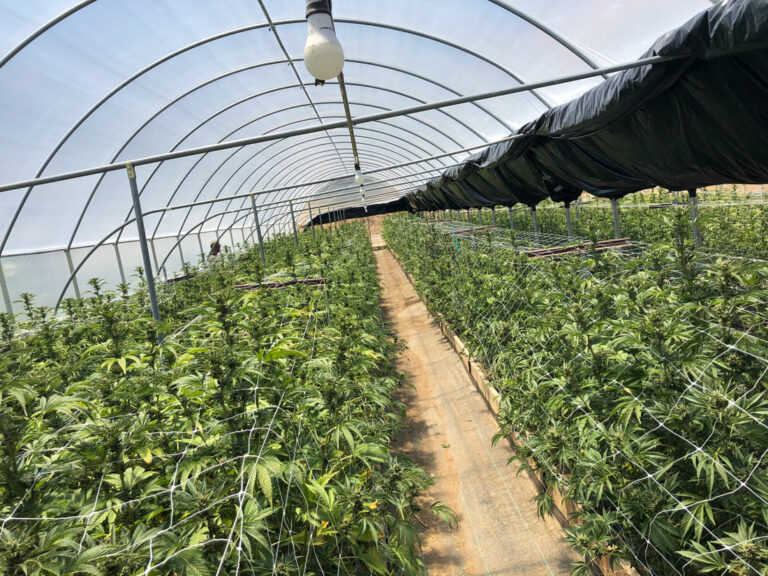 Thousands of cannabis plants seized in San Benito County