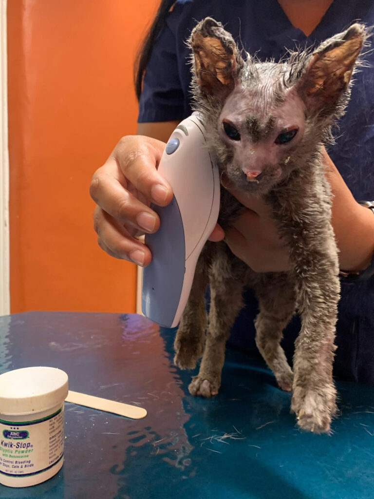 Volunteers raise funds to treat abused kitten