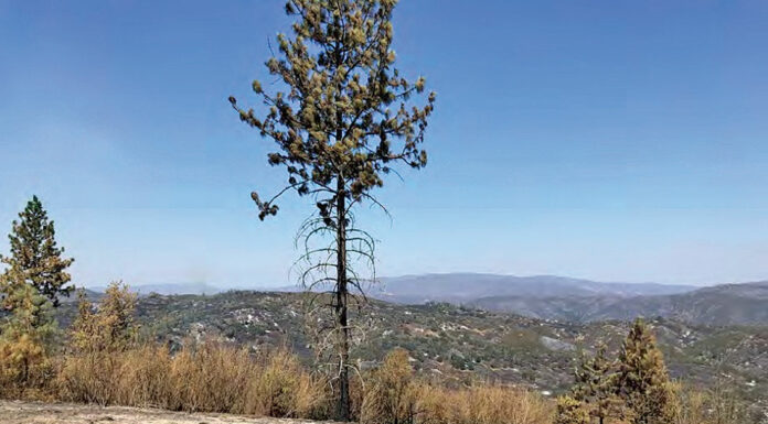 Report: Coe Park ecology will thrive due to SCU Fire