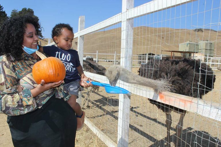 Gilroy Ostrich Farm, local businesses get into the Halloween spirit