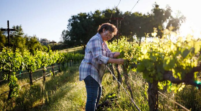 One year later: How U.S. winemakers averted disaster