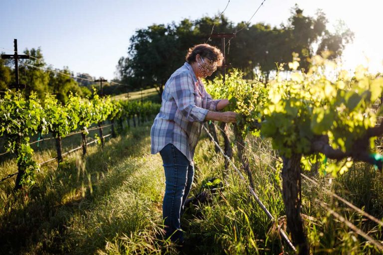 One year later: How U.S. winemakers averted disaster