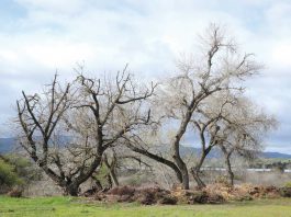 County wins state funds for regional park