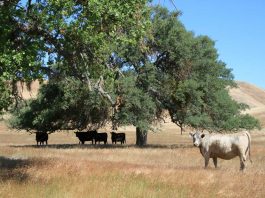 Local land trust applies for national accreditation