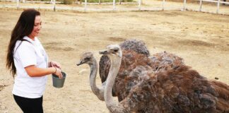 gilroy ostrich farm nia broge