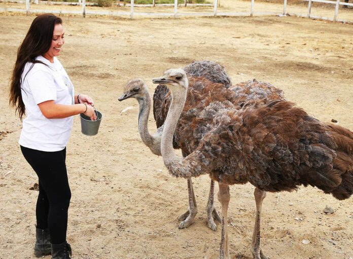 gilroy ostrich farm nia broge