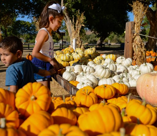 Photos: Hope Harvest returns to Historical Park