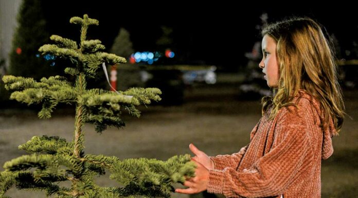 Bourdet’s tree farm decks the halls