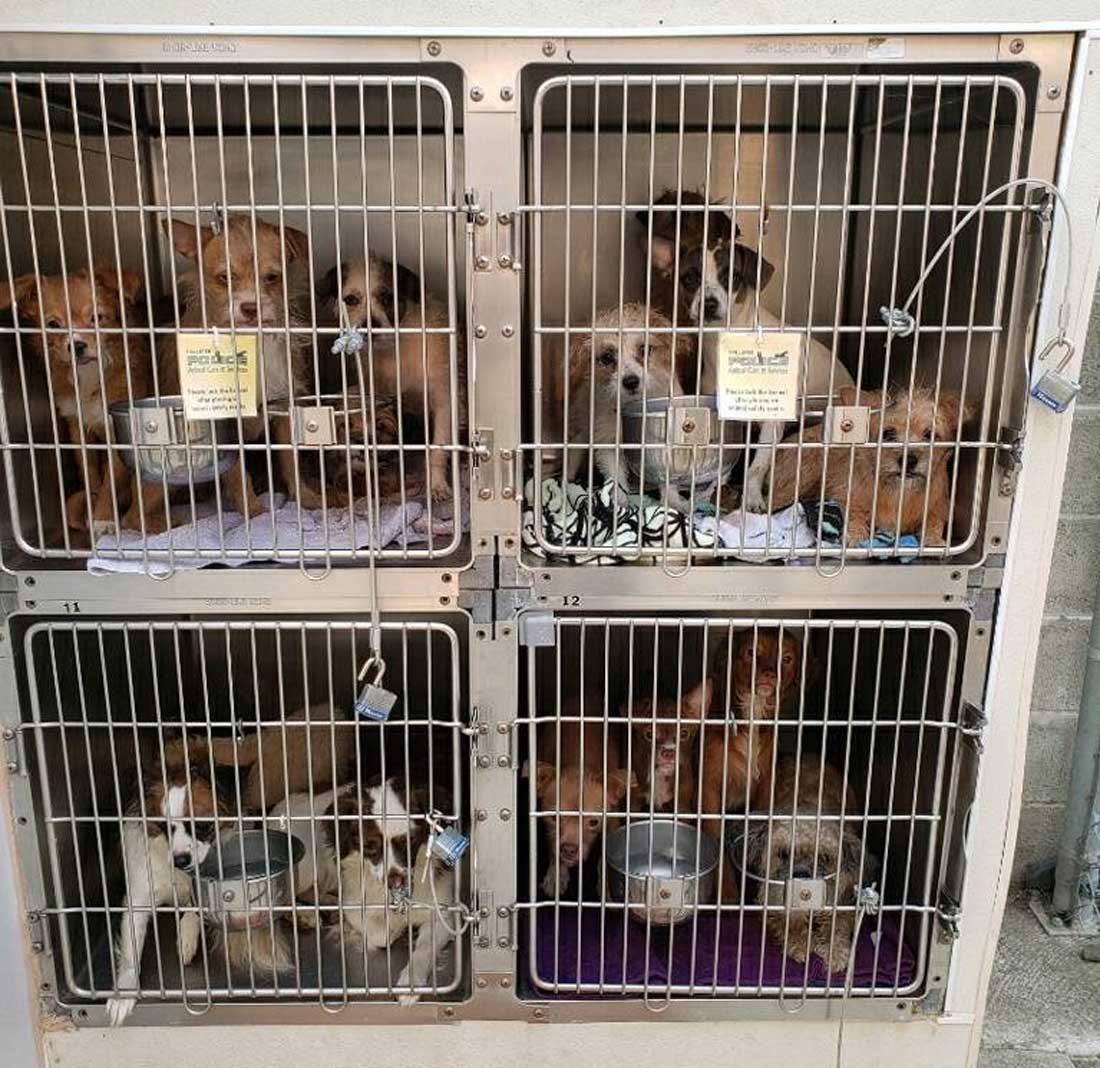 Suspect cited for abandoning 20-plus dogs in Hollister  |  Hollister, San Juan Bautista, CA