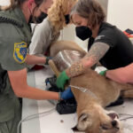 Image for display with article titled Mountain Lion Dies After Shooting by Police in Hollister