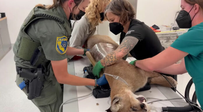 Mountain lion dies after shooting by police in Hollister