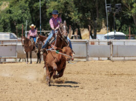 Record crowds attend 2023 rodeo