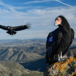 Image for display with article titled California Condors Make Rare Appearance in Bay Area Preserves