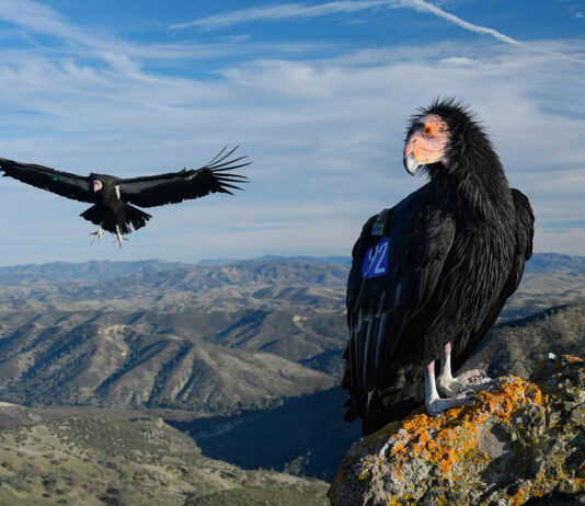 California condors make rare appearance in Bay Area preserves