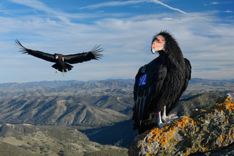 California condors make rare appearance in Bay Area preserves