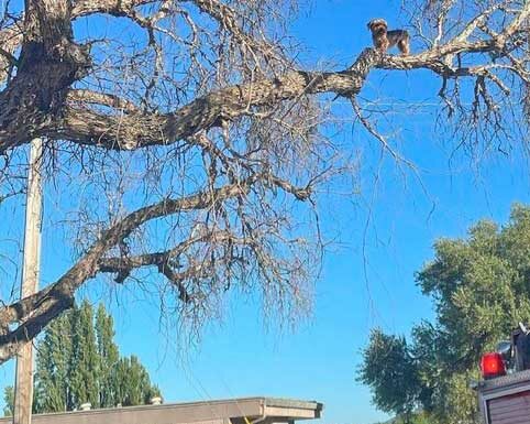 San Juan Bautista dog rescued after climbing tree stevie dog tree san juan bautista