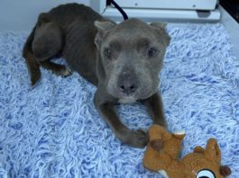 Dog, missing for months, reunited with owner in Hollister