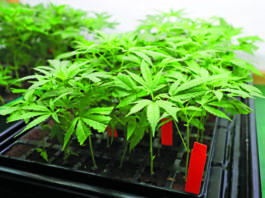 New 2024 laws protect workers who use cannabis