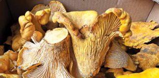 Chanterelle mushrooms