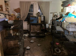 200-plus animals found in unhealthy conditions at Hollister rescue