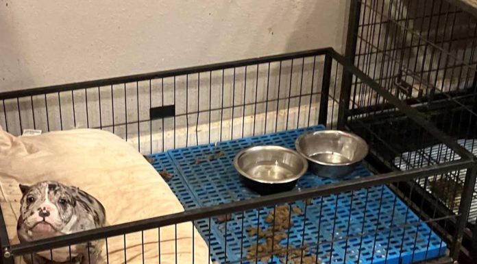 Police accuse Hollister man of abusing dogs