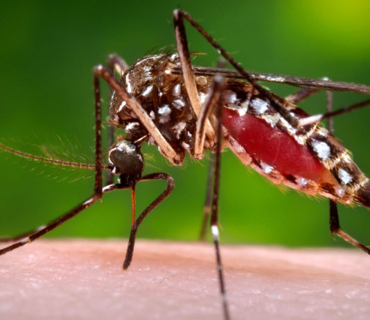 ‘Aggressive’ non-native mosquito found in Gilroy