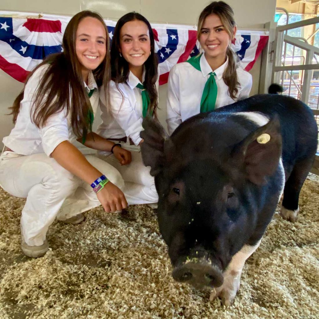 Image for display with article titled Students Raise More Than $1M at Oct. 5 Livestock Auction