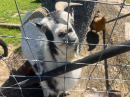 Photo: Backyard buffet in Hollister