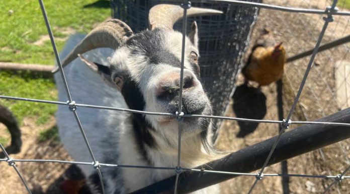 Photo: Backyard buffet in Hollister