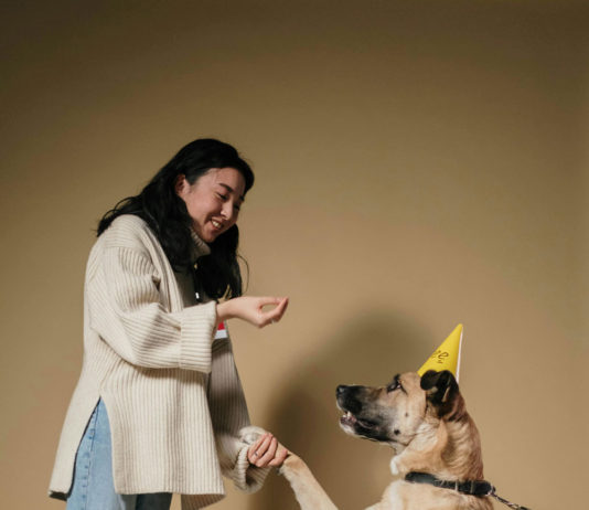 A dog in training for birthday party