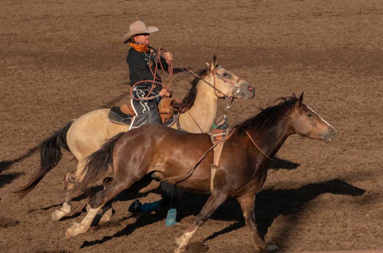 Gilroy Rodeo draws record crowds