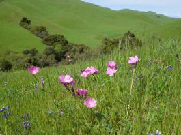 Amah Mutsun Tribal Band acquires ancestral property