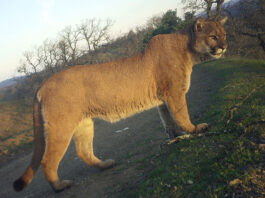 Research says local mountain lions are under threatÂ