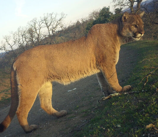 Research says local mountain lions are under threatÂ