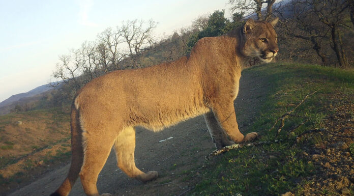 Research says local mountain lions are under threat