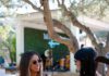 The Grove returns
