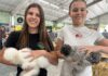 South Valley students show livestock at Santa Cruz County Fair