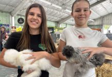 South Valley students show livestock at Santa Cruz County Fair