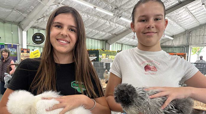 South Valley students show livestock at Santa Cruz County Fair