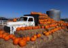 Family pumpkin fun at Swank Farms