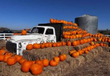 Family pumpkin fun at Swank Farms