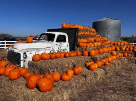 Family pumpkin fun at Swank Farms