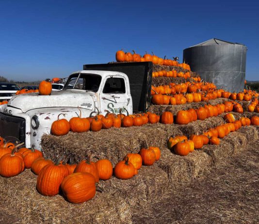 Family pumpkin fun at Swank Farms