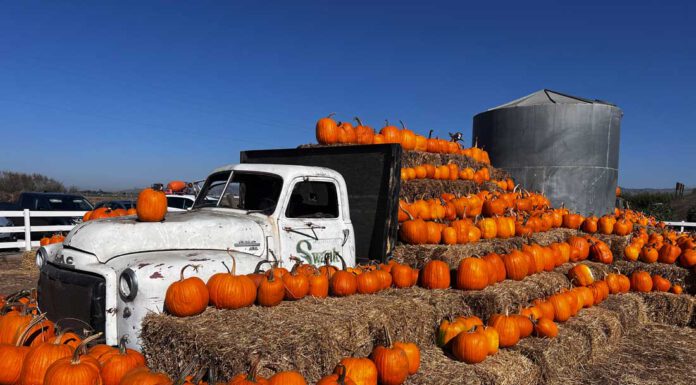 Family pumpkin fun at Swank Farms
