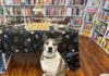 Earl’s Corner Used Books celebrates first anniversary